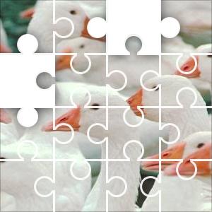 Geese Jigsaw Puzzle JigZone com