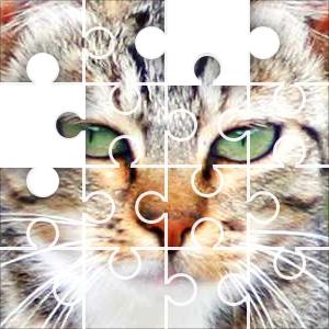 cat breed puzzle