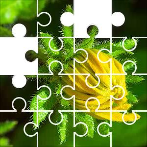 daily jigsaw puzzle no download
